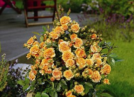 roza-clementine-roza-klementin