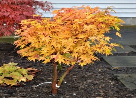 sango-kaku-japanese-maple