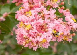 sioux-crape-myrtle-4