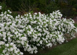 snow_day_blizzard_exochorda-6