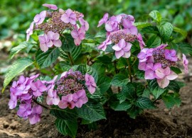spr-endless-summer-pop-star-hydrangea-care-guide-7368734-hero-fc6843a7b39e4041a2bca64441f88138