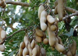 starr_070403-6487_tamarindus_indica