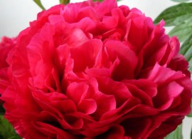 thumb_8827_600_600_0_0_crop