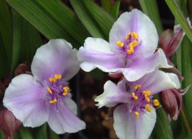 tradescantia-bilberry-ice-close