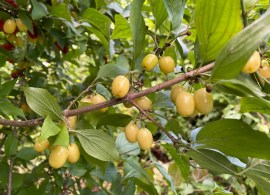 triskiaute-azimina-asimina-triloba