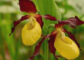 venerin-bashmachok-nastoyashhij-cypripedium-calceolus