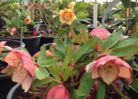 vergette-ltd-garden-design-hereford-worcester-west-midlands-helleborus-ashwood-garden-hybrid