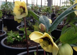 vergette-ltd-garden-design-hereford-worcester-west-midlands-helleborus-ashwood-garden-hybrids-yellow-with-golden-nectaries-and-red-flush
