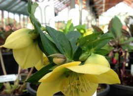 vergette-ltd-garden-design-hereford-worcester-west-midlands-yellow-lenten-rose-ashwood-garden-hybrid