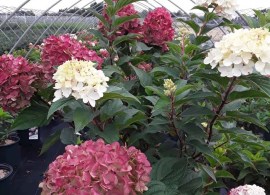 w-hydrangea-p.-ruby-snow-jumb-4c-22wk40