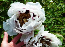 web1_170609-mrn-gardening_2