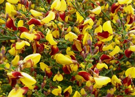 wsy0042070_6106