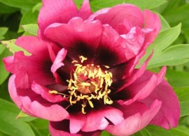 yankee_doodle_dandy_g