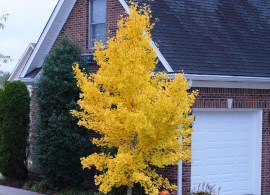 yellow_ginkgo_tree_1x1_6fb2d069-909a-465a-afcf-f076c7e05945