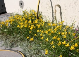 zephranthes-yellow-3