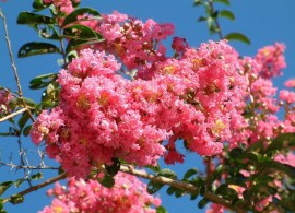 紫薇-花2